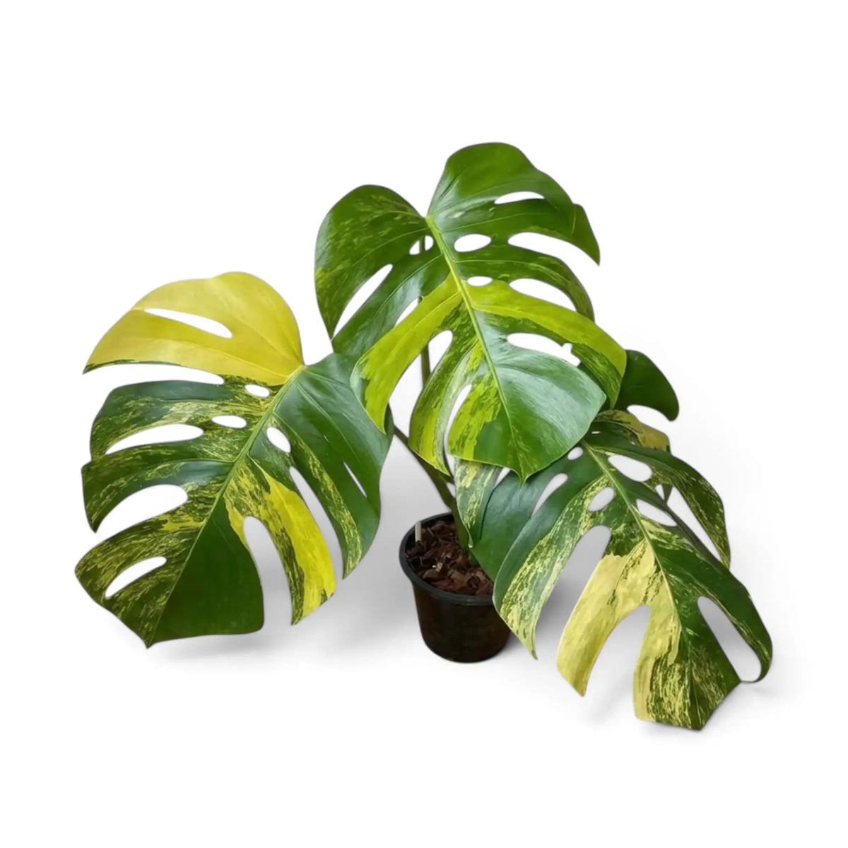 Große Monstera deliciosa ‘Aurea’ im Topf mit geschlitzten, grün-gelb gemusterten Blättern