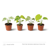 Monstera deliciosa Colour Set with four young plants showing white, yellow and lime-green foliage