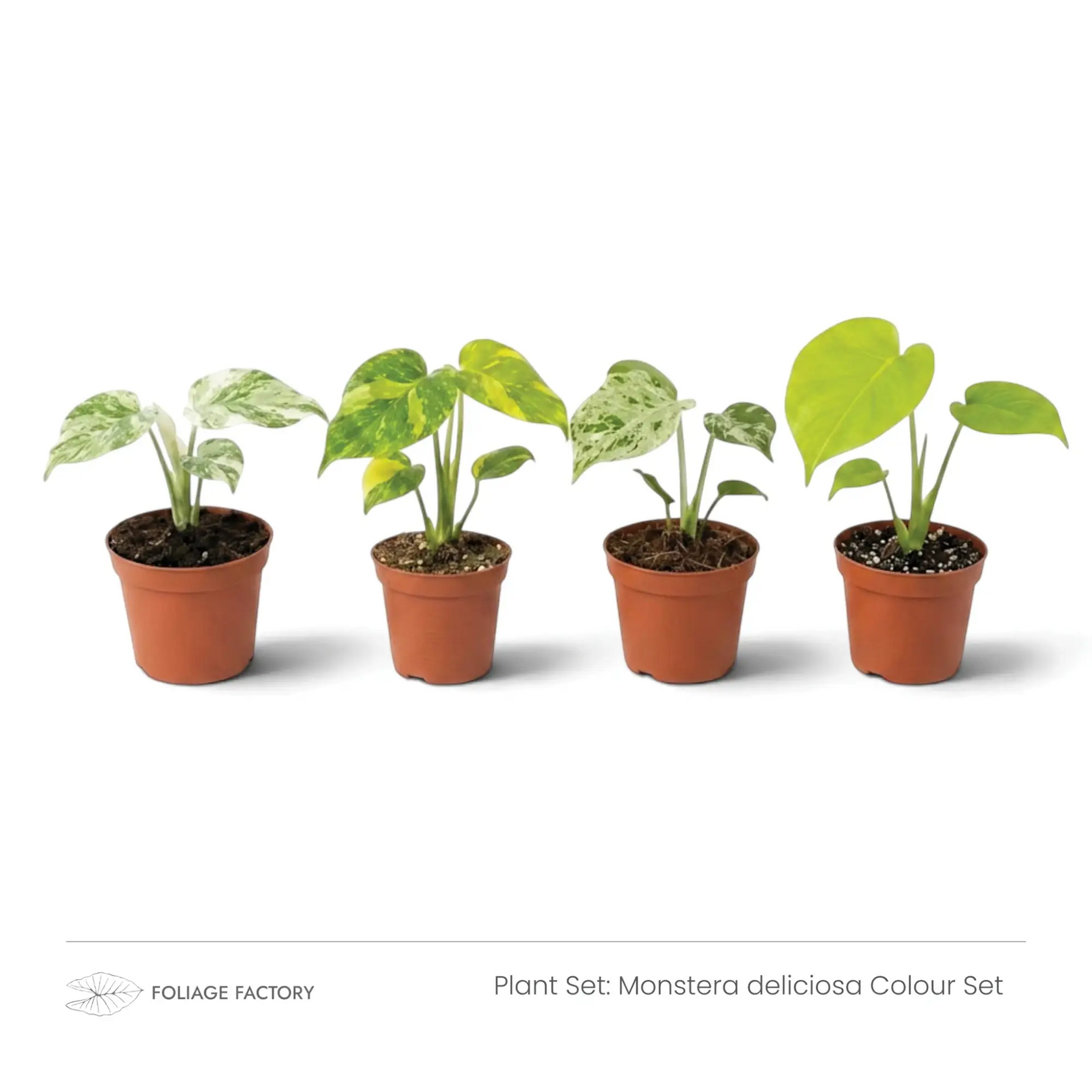Monstera deliciosa Colour Set with four young plants showing white, yellow and lime-green foliage