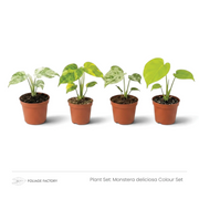 Monstera deliciosa Colour Set with four young plants showing white, yellow and lime-green foliage