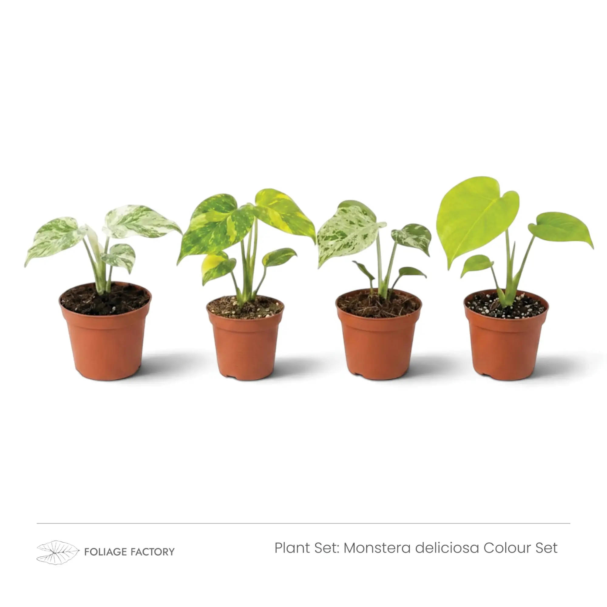 Monstera deliciosa Colour Set with four young plants showing white, yellow and lime-green foliage