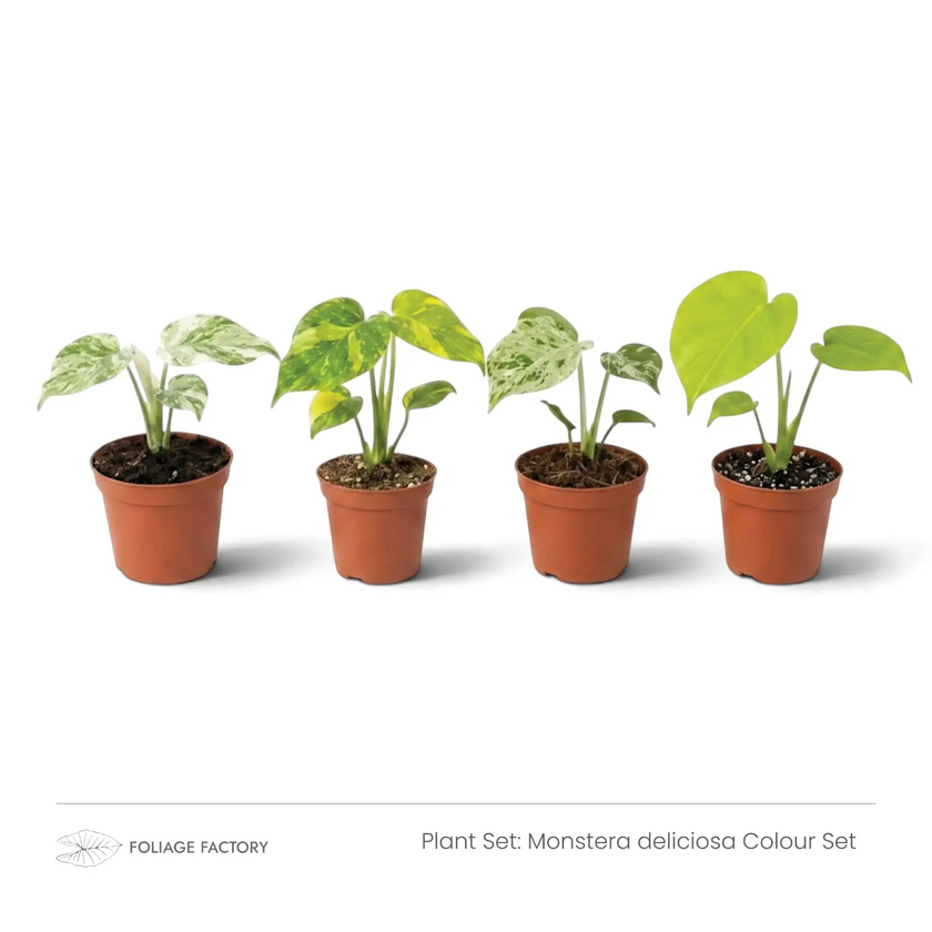 Monstera deliciosa Colour Set with four young plants showing white, yellow and lime-green foliage