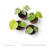 Four young plants from the Monstera deliciosa Colour Set with varied green, white and yellow foliage