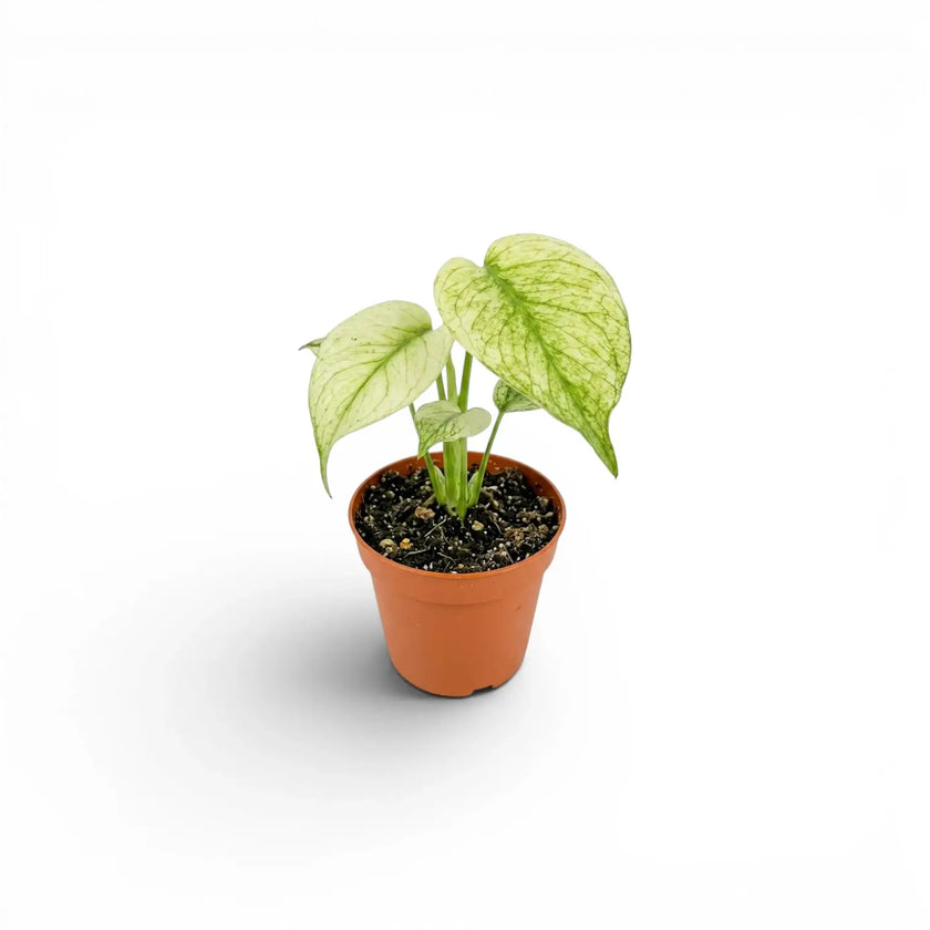 Small potted Monstera Mint plant with mint green leaves on a white background