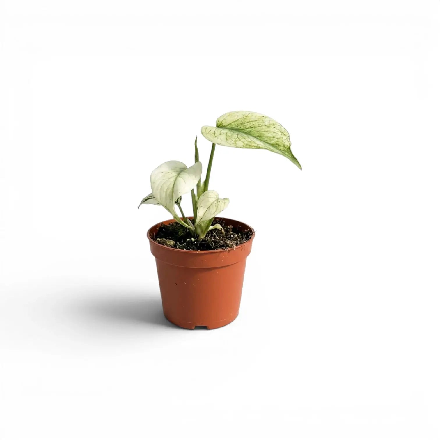 Monstera Mint potted plant with mint green leaves on a white background