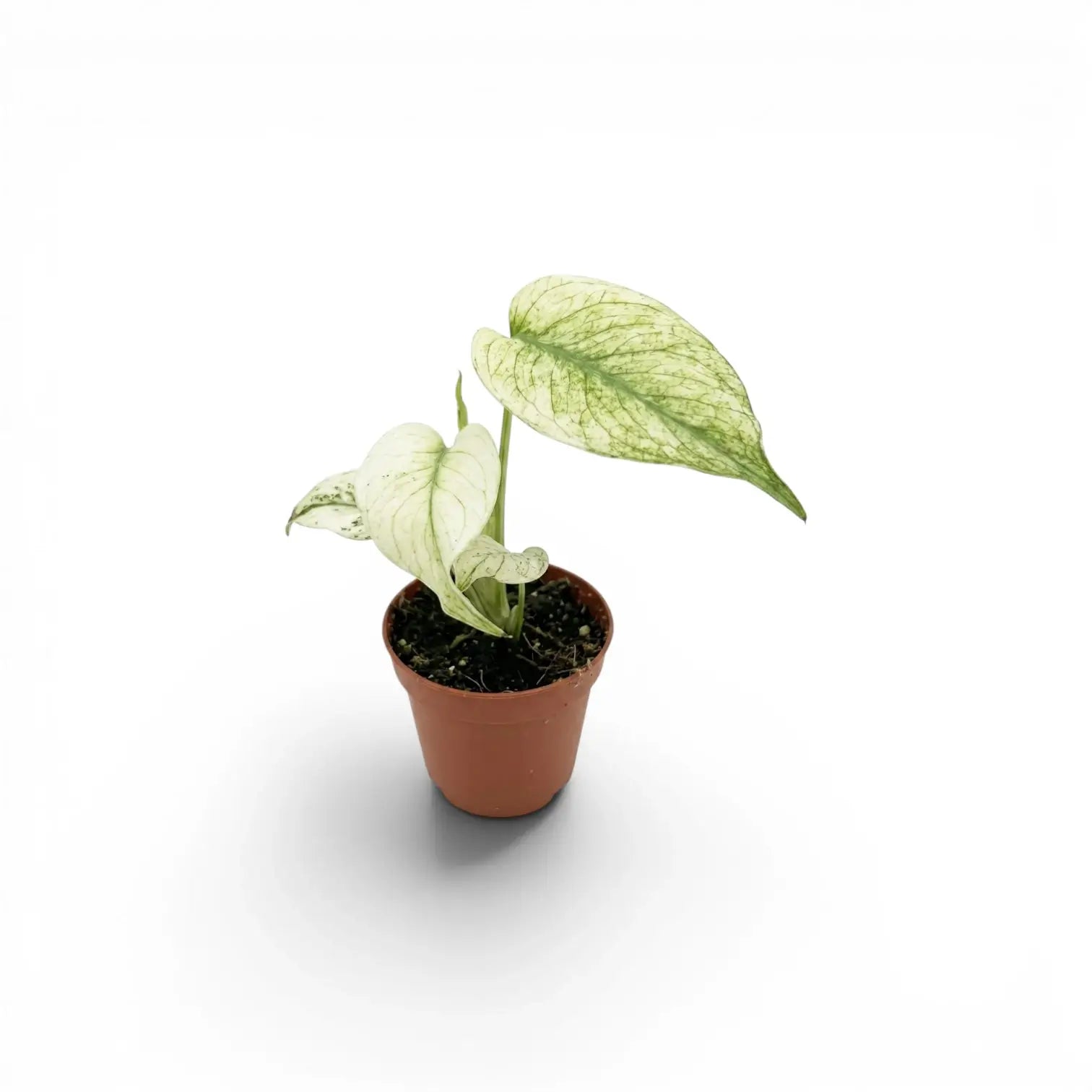 Small potted Monstera Mint plant with mint variegated leaves on a white background