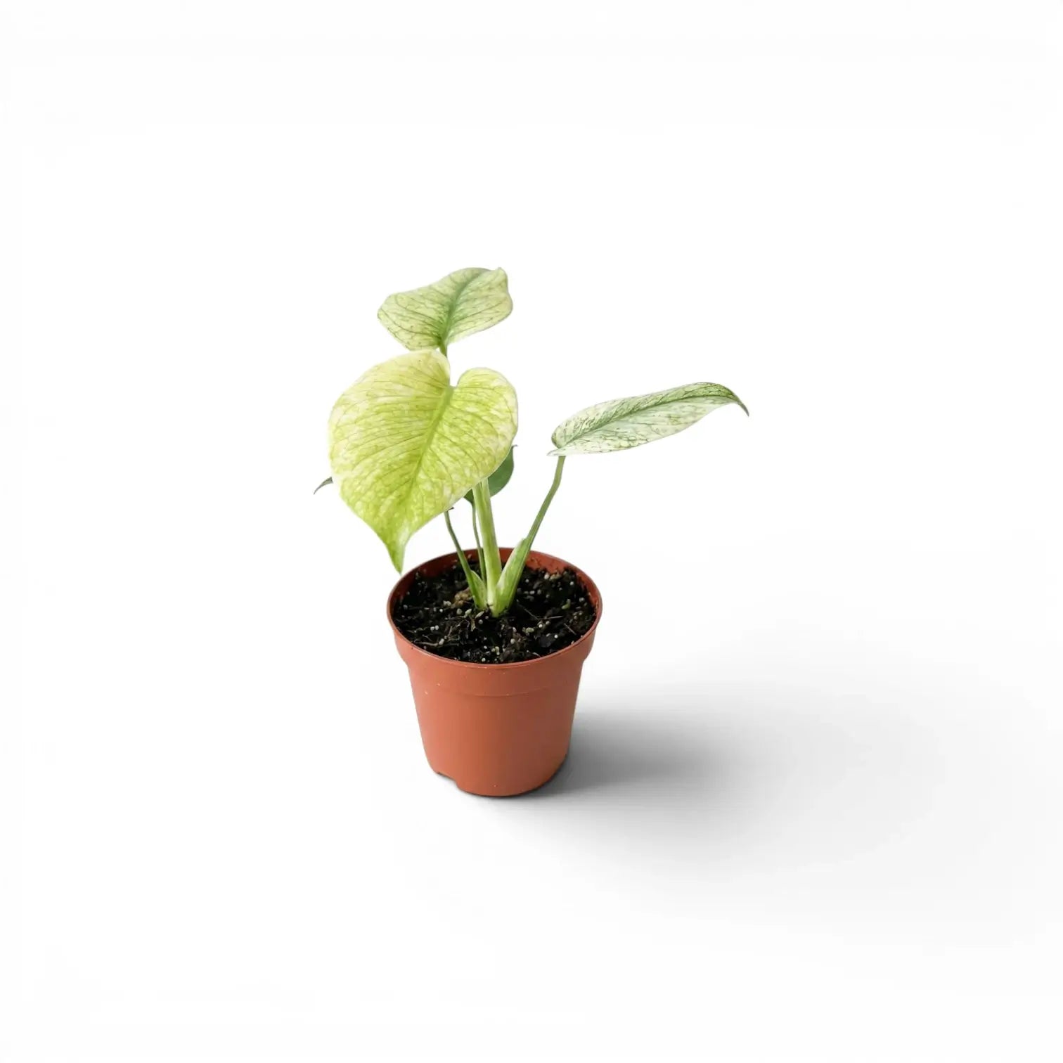 Monstera Mint potted plant with mint green leaves on a white background