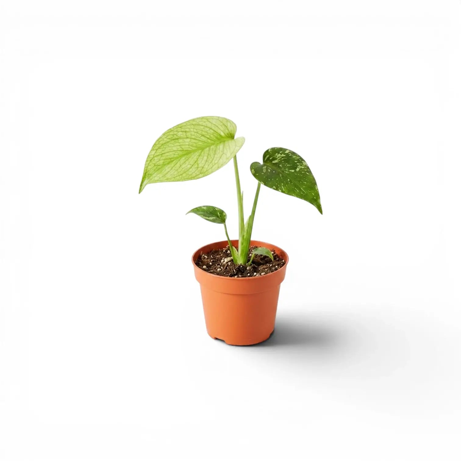 Monstera Mint potted plant with mint green leaves on a white background