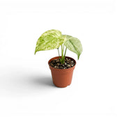 Monstera Mint potted plant with mint green leaves on a white background