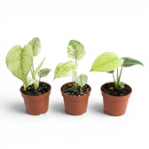 Three small potted Monstera Mint plants with mint green leaves in nursery pots on a white background