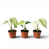 Three potted Monstera Mint baby plants with mint-green leaves in nursery pots on a white background