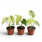 Three potted Monstera Mint baby plants with mint variegated leaves on a white background