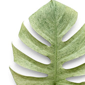 Close-up of a mint green leaf of Monstera Mint on white background