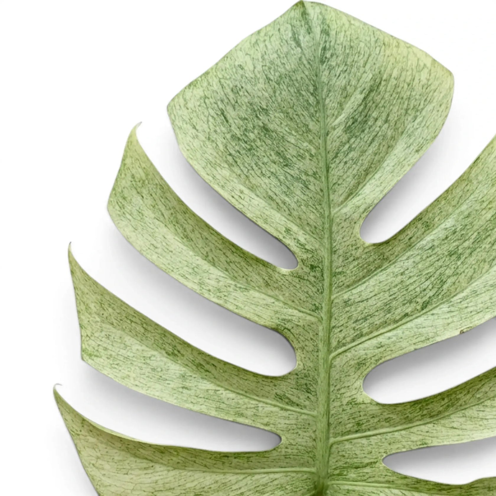 Close-up of a mint green leaf of Monstera Mint on white background