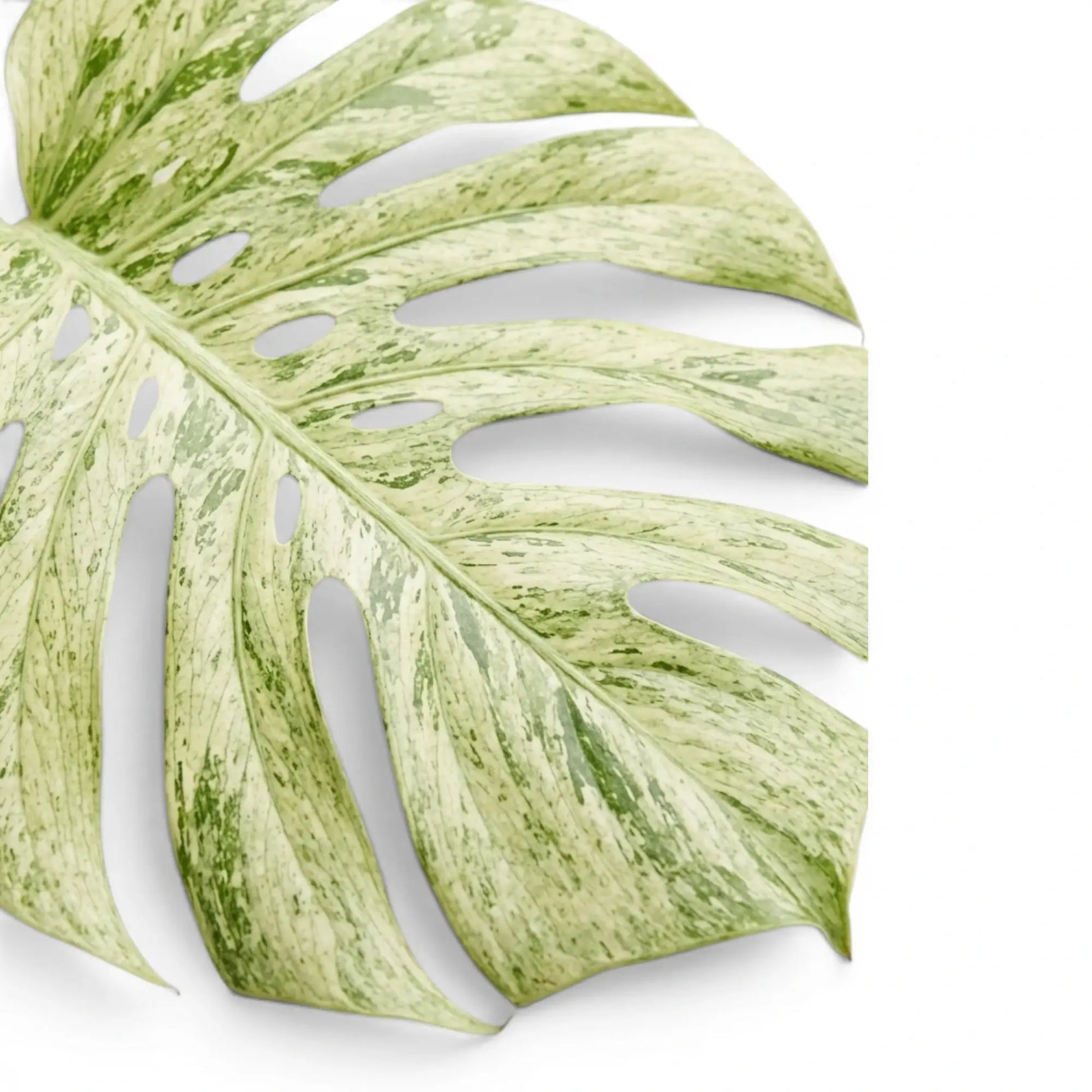 Monstera Mint leaf with mint green and white pattern on a white background