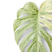 Monstera deliciosa Mint leaf close up on white background