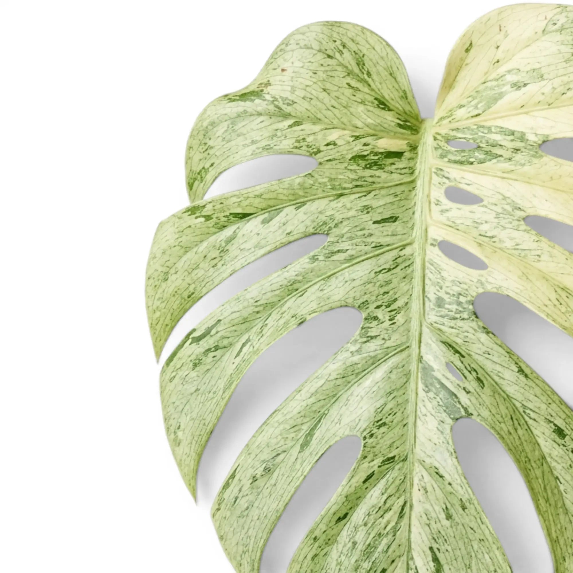 Monstera deliciosa Mint