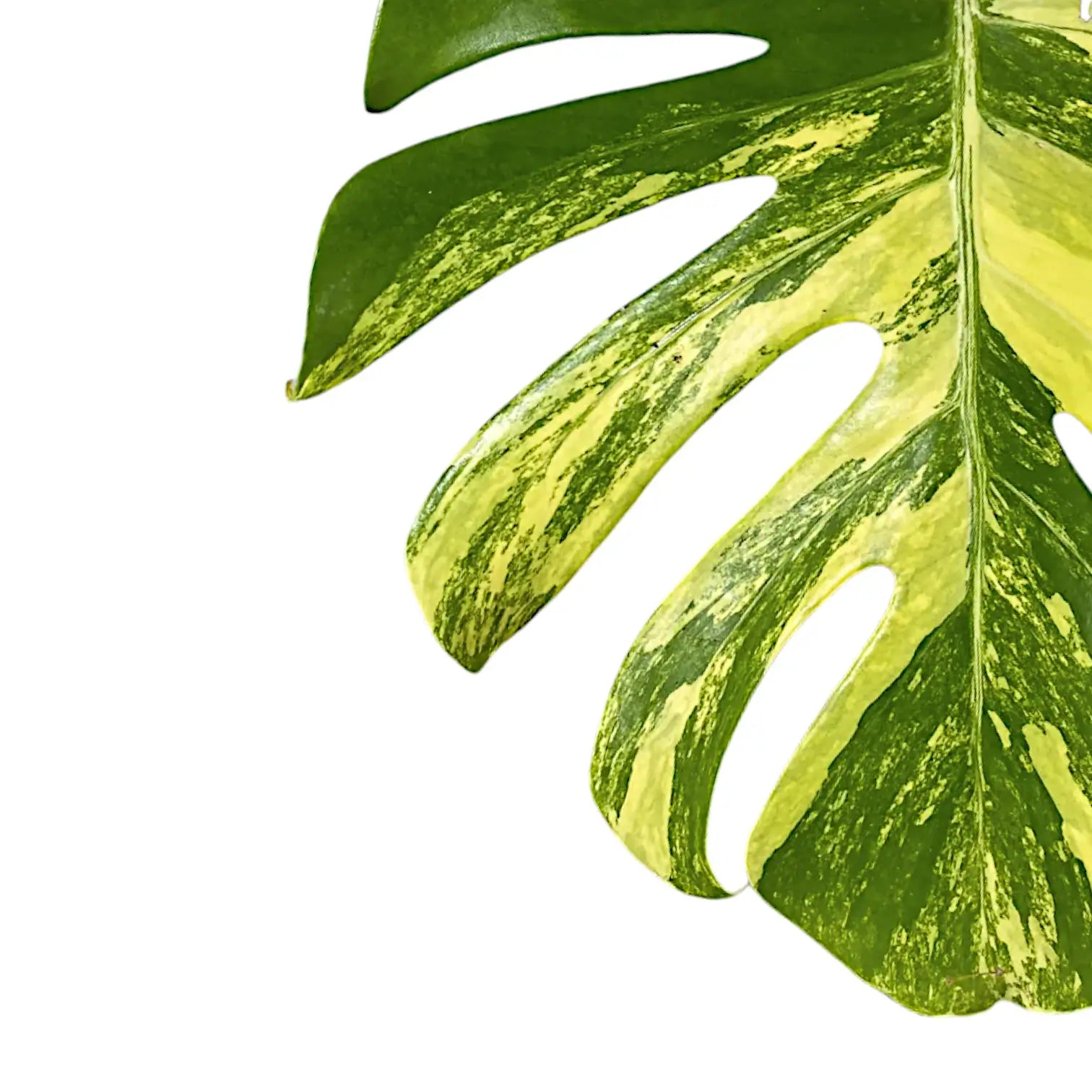 Nahaufnahme von Monstera deliciosa var. borsigiana 'Aurea variegata' vor weißem Hintergrund.