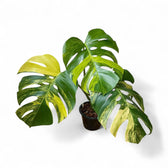 monstera deliciosa f borsigiana aurea variegata Monstera Aurea