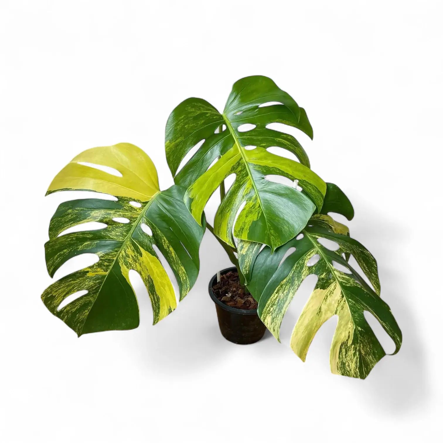 Monstera deliciosa var. borsigiana 'Aurea variegata' potted plant in nursery pot on white background.