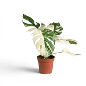 Monstera deliciosa albo Super White variegated plant in a nursery pot on white background