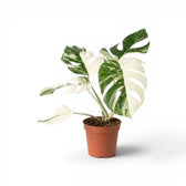 Monstera deliciosa albo Super White variegated plant in a nursery pot on white background