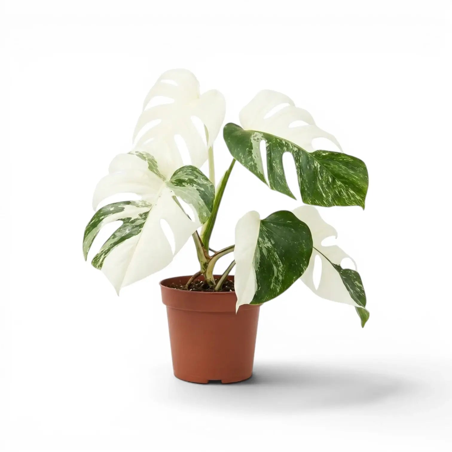 Monstera deliciosa albo Super White variegated plant in a nursery pot on white background