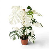 Monstera deliciosa albo Super White variegated plant in a nursery pot on white background