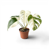 Monstera deliciosa albo Super White variegated plant in a nursery pot on white background