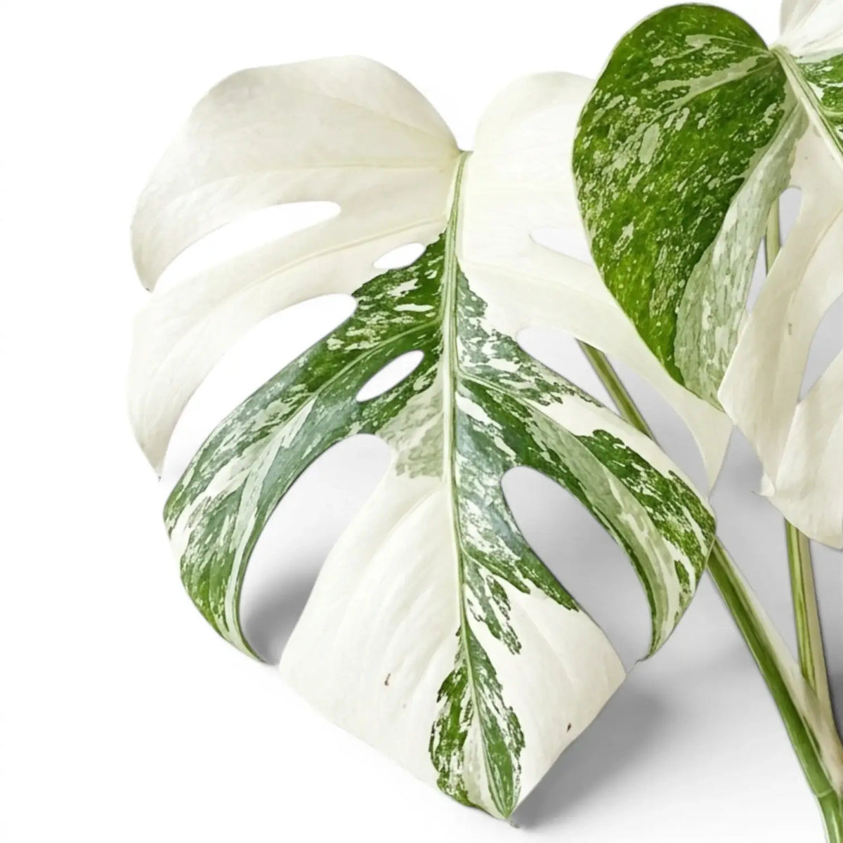 green and white monstera Monstera Super White