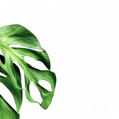 Monstera dissecta – Blattdetail vor weißem Hintergrund..