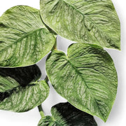 Nahaufnahme eines Blatts von Monstera dubia vor weißem Hintergrund.