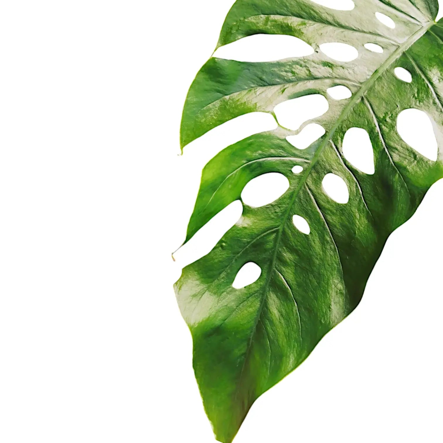 Monstera dubia – Zimmerpflanze im Kulturtopf auf weißem Hintergrund, Produktfoto 4.