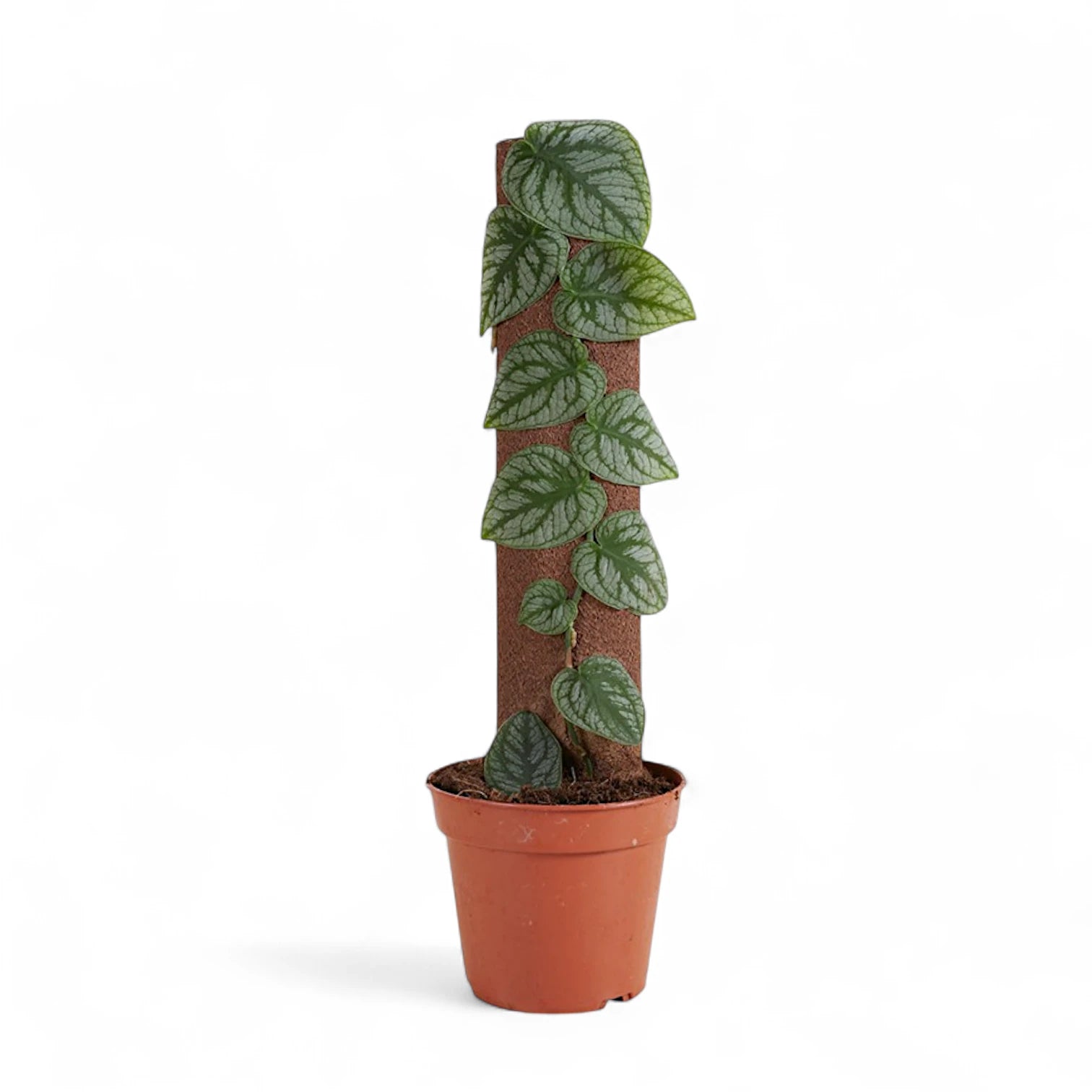 Monstera dubia – Zimmerpflanze im Kulturtopf auf weißem Hintergrund, Produktfoto 5.