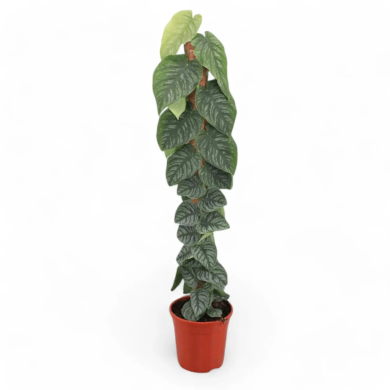 Monstera dubia – Zimmerpflanze im Kulturtopf auf weißem Hintergrund, Produktfoto 9.