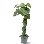Extra-large Monstera dubia on a tall moss pole with mature fenestrated foliage