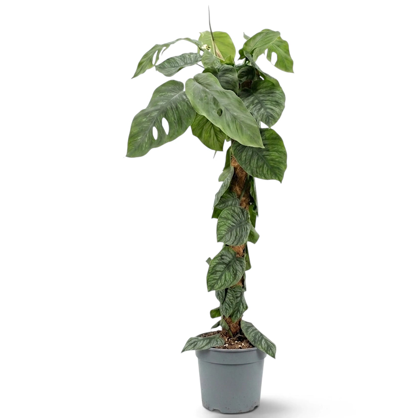 Extra-large Monstera dubia on a tall moss pole with mature fenestrated foliage