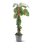 Extra-large Monstera dubia with flat-clinging juvenile leaves and larger mature foliage