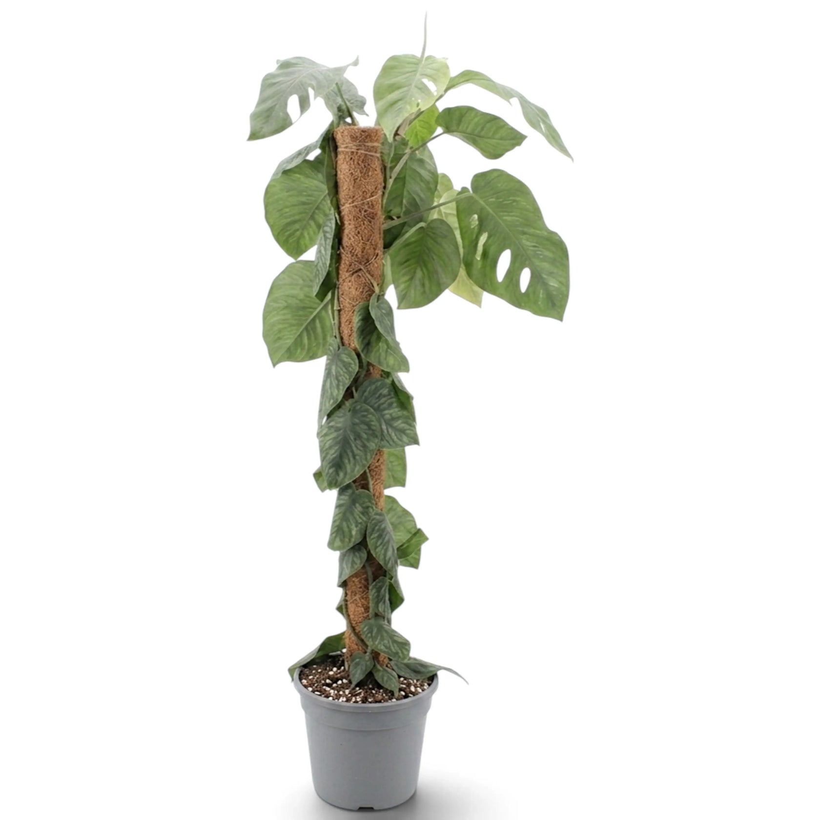 Extra-large Monstera dubia with flat-clinging juvenile leaves and larger mature foliage