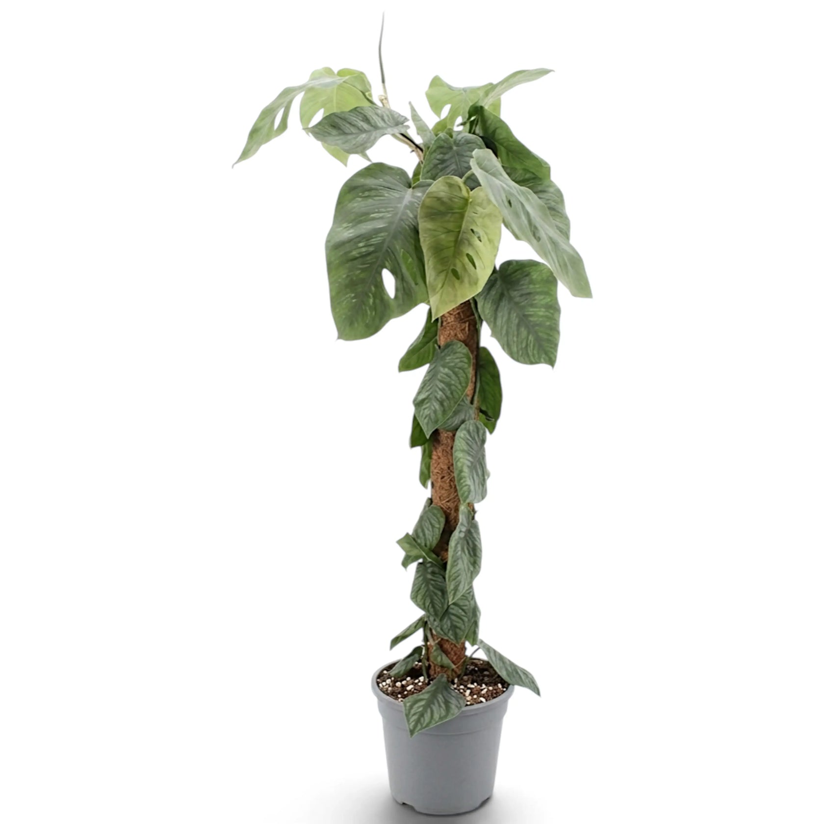 Side view of extra-large Monstera dubia climbing a moss pole