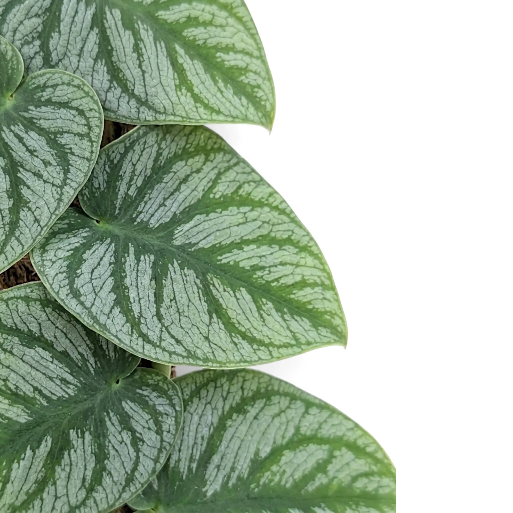 Close-up of overlapping juvenile Monstera dubia leaves with silver markings