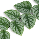 Top view of juvenile Monstera dubia leaves with broad silver-green patterning