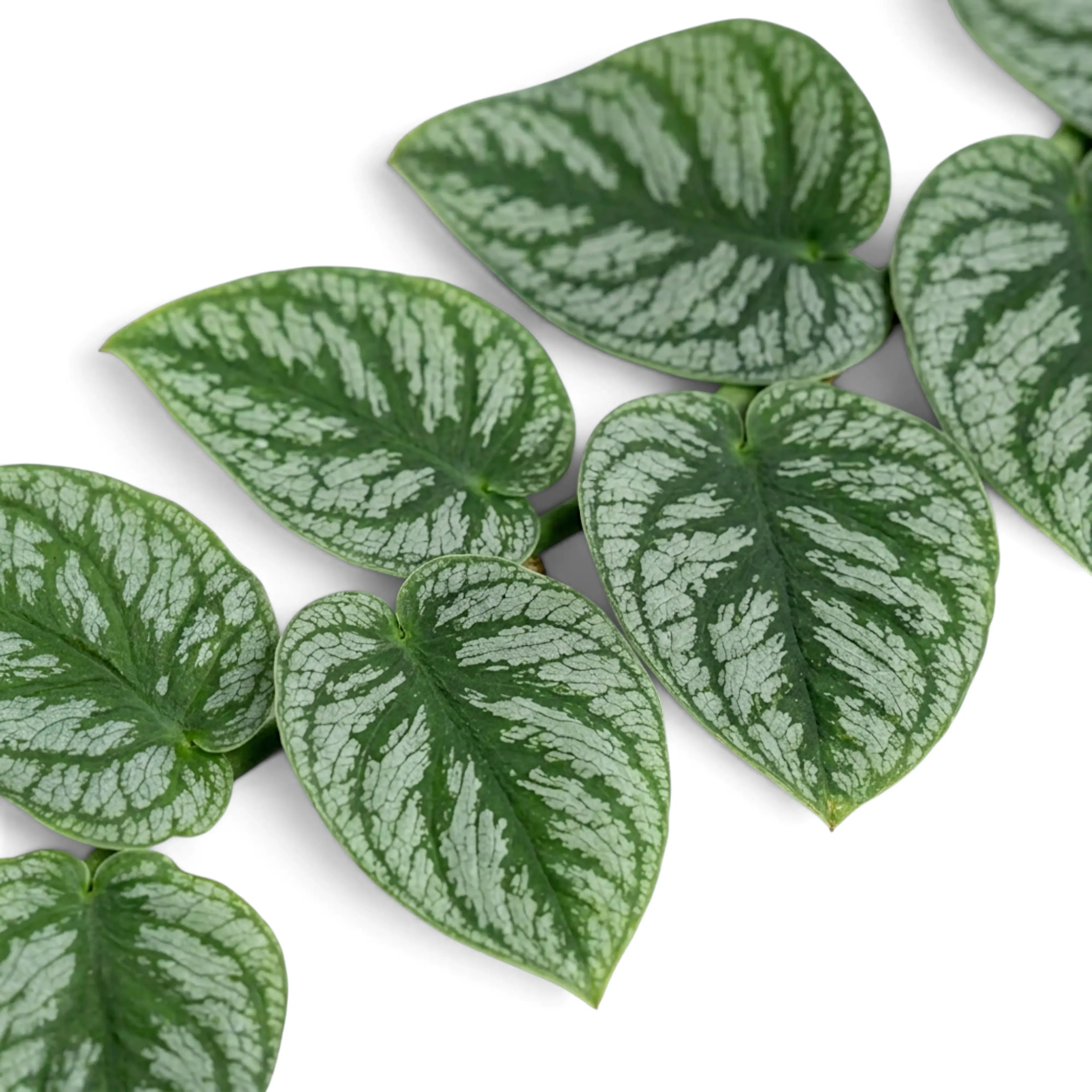 Top view of juvenile Monstera dubia leaves with broad silver-green patterning