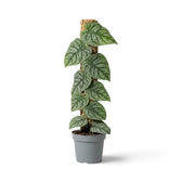 Side view of Monstera dubia with overlapping juvenile leaves on a moss pole