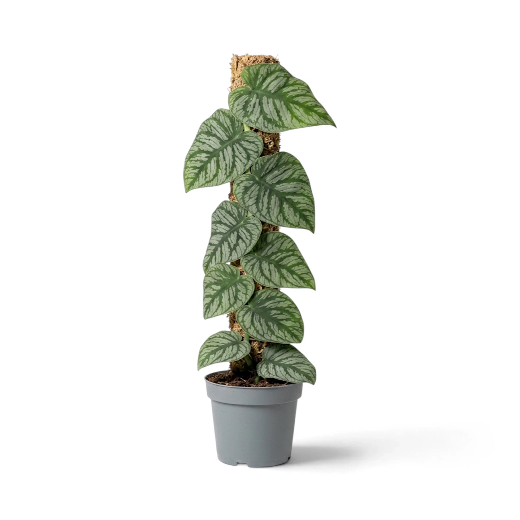 Side view of Monstera dubia with overlapping juvenile leaves on a moss pole