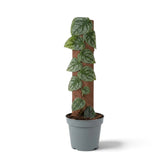 Young Monstera dubia with leaves lying flat against a moss pole in a grey nursery pot
