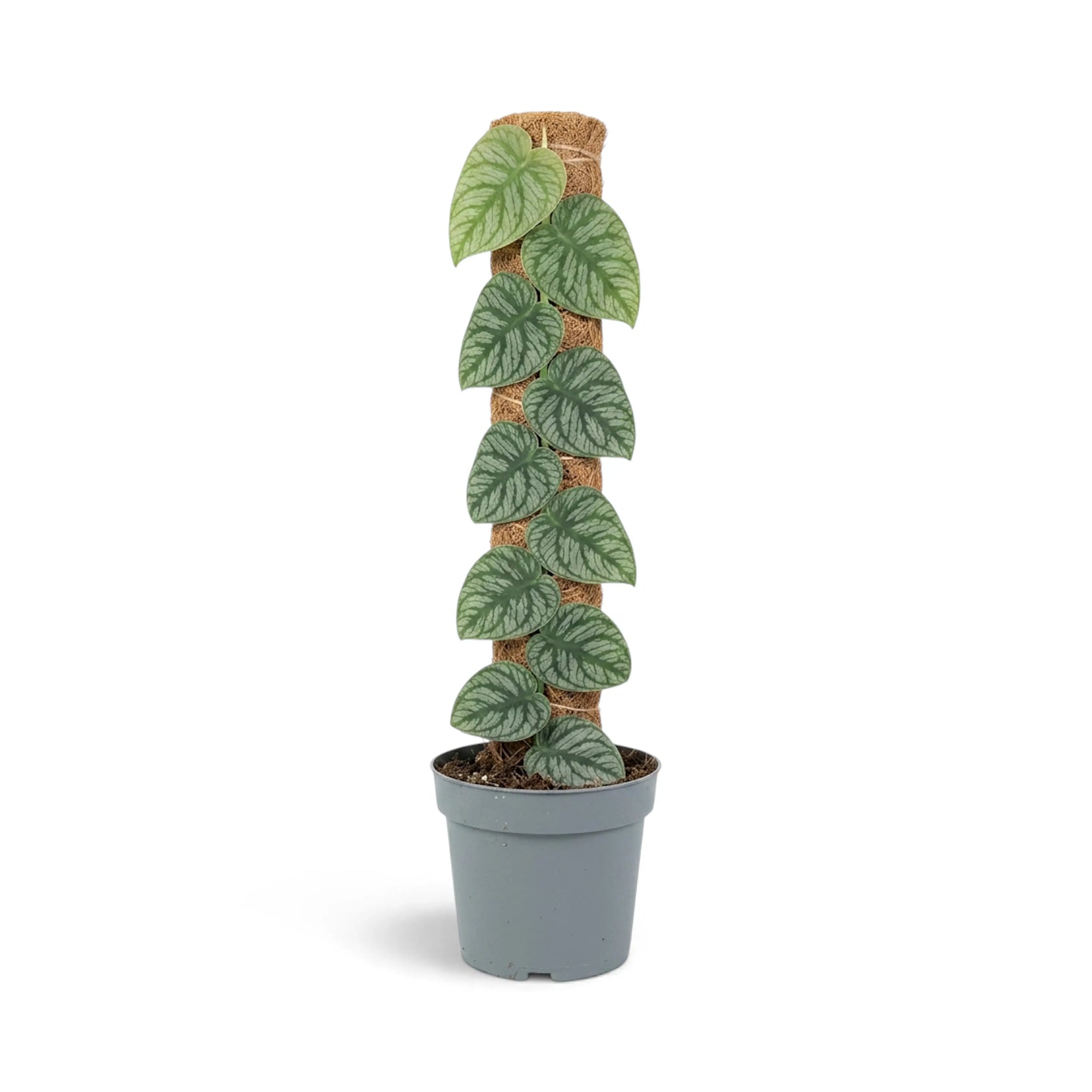Monstera dubia with silver-patterned juvenile leaves climbing a moss pole