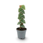 Front view of Monstera dubia with overlapping leaves lying flat against a moss pole
