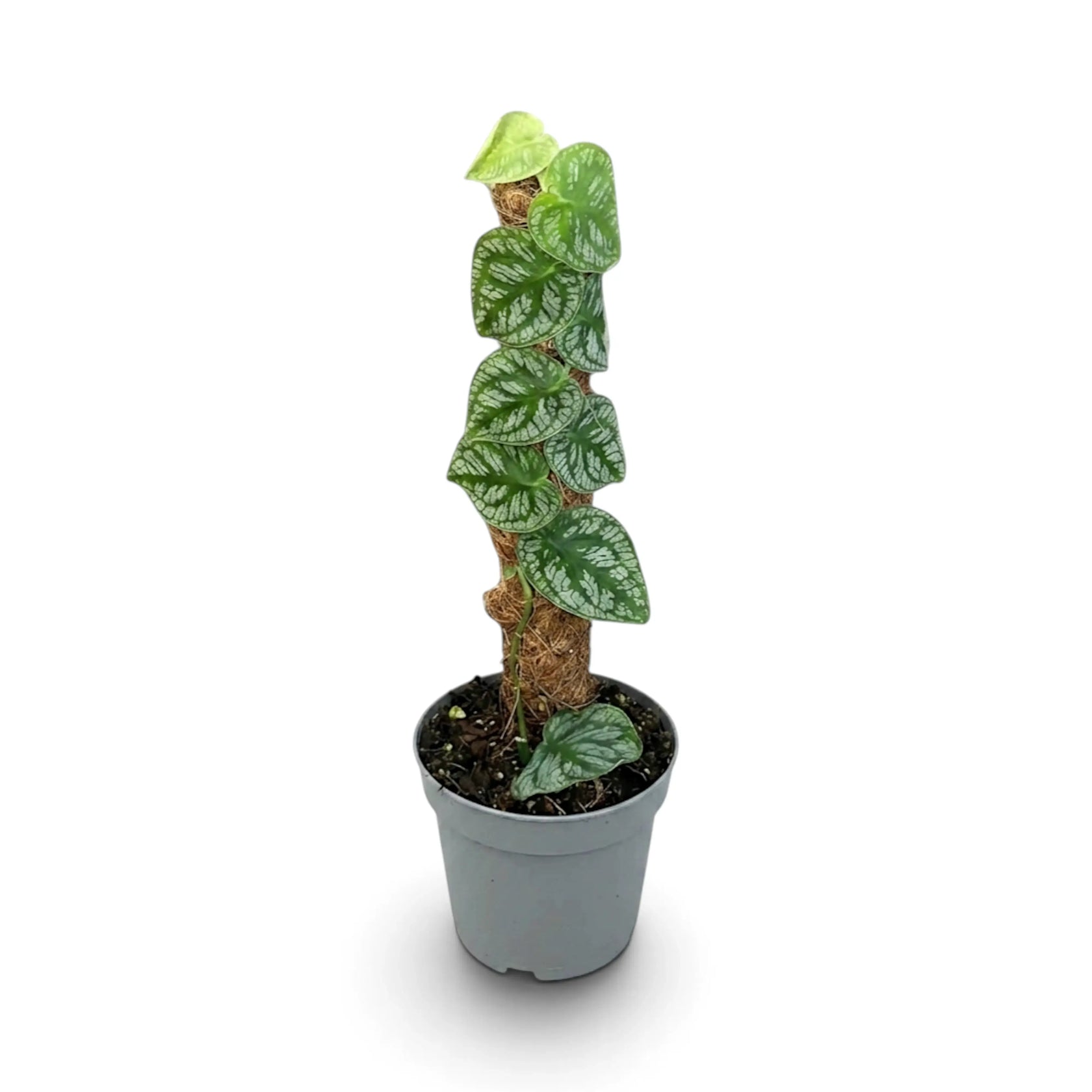 Young Monstera dubia climbing a short moss pole in a grey nursery pot