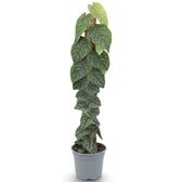 Monstera dubia climbing a tall support with mature fenestrated leaves at the top